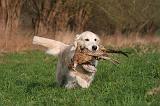 GOLDEN RETRIEVER 1008